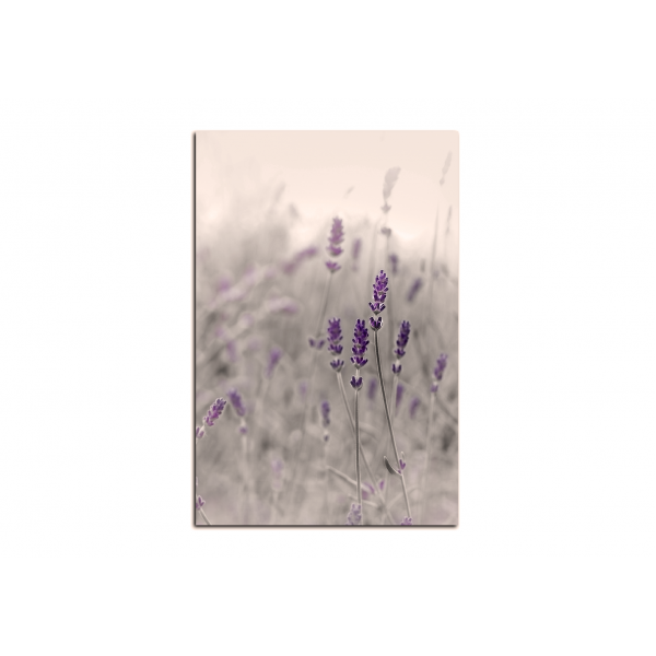 Obraz na plátně - Krásná levandule - obdélník